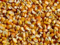 maize