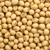 Organic Soybeans Non GMO