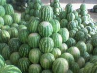 Sell WATERMELONS *****