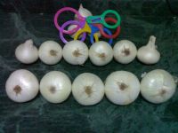 Sell WHITE ONIONS EGYPT WWW.TRADINGISLAND.COM