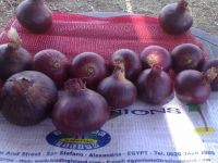 Sell Egyptian red &yellow onions