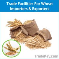 Get LC, SBLC, BG & BCL for Wheat Importers & Exporters