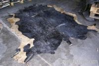 Wet Salted Cow Hides