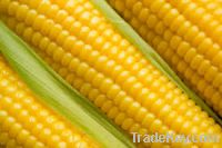 Yellow Corn