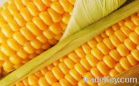 Yellow Corn