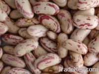 Kidney Beans