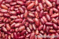 Kidney Beans