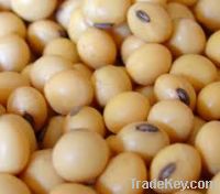 Soya Beans