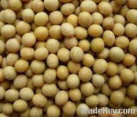 Soya Beans