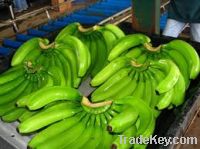 Cavendish Banana