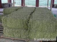 Alfalfa Hay