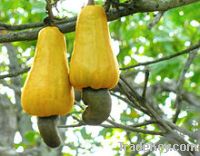 Fresh Cashew Nuts