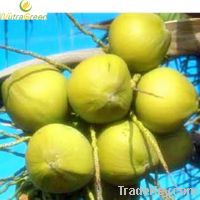 Sell Saw Palmetto Fruit Extract Powder Total fatty acids 25%