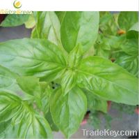 Sell Stevia Leaf Extract Powder Steviosides 90% / 95%