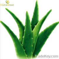 Sell Aloe Vera Gel Freezed Dried Powder 100:1, 200:1