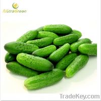 Sell Cucumber Powder Extract 40:1