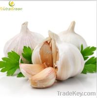 Sell Deodorized Garlic Powder Extract 25:1 Water Solubility