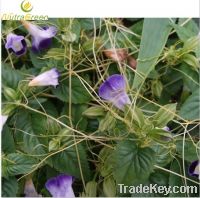 Sell Dodder Seed (Cuscuta Seed) Extract 5:1 10:1