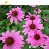 Sell Echinacea Purpurea Powder Extract