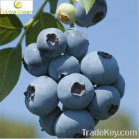 Sell European Bilberry Powder Extract Anthocyanidins 5% 25%  UV