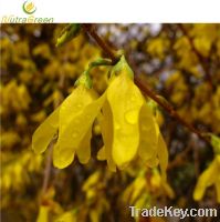 Sell Forsythia Capsule  Extract 10:1 20:1