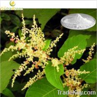 Sell Gaint Knotweed Powder Extract Resveratrol 5%-99%