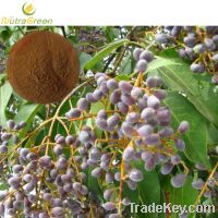 Sell Glossy Privet Powder Extract 10:1
