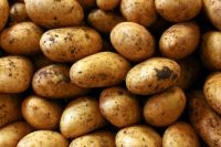 Sell Excellent quality Fresh Potatoes 'A' Grade quality