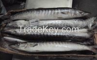 frozen barracuda fish