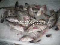 Frozen grouper fish (acanthistius brasiliensis)