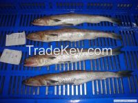 frozen lizard  fish  size 100-200 / 50 Cartons