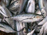 frozen horse mackerel fish