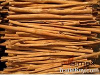 Sell Stick cassia