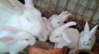 mature healthy rabbits and their by products