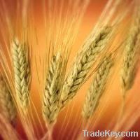 Sell WHEAT