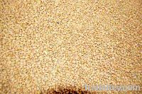 Sell Fresh Fenugreek Seed