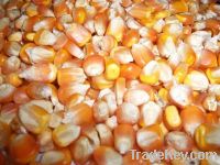  Maize | Maize Exporter | Corn Grain Seller | Maize Buyer | Bulk Maize Grain Importer | Corn bean Buyer | Corn bean Wholesaler | Corn Grain Manufacturer | Best Quality Corn Grain | Cheap Maize Supplier | Low Price Corn | Yellow Corn | White Cron | Baby Ma