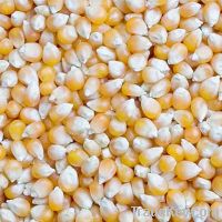  Maize | Maize Exporter | Corn Grain Seller | Maize Buyer | Bulk Maize Grain Importer | Corn bean Buyer | Corn bean Wholesaler | Corn Grain Manufacturer | Best Quality Corn Grain | Cheap Maize Supplier | Low Price Corn | Yellow Corn | White Cron | Baby Ma