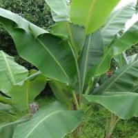 FRESH BANANA LEAF