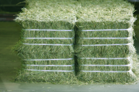 Premium Alfalfa Hay bales Grade A for exports