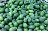 Fresh Avocados for exports