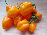 habanero peppers and red chillies for sale