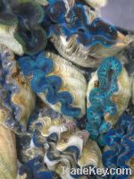 Live Giant Clam