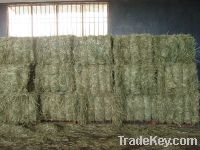 High quality rhodes grass for animal feed
