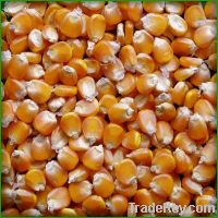  Maize | Maize Exporter | Corn Grain Seller | Maize Buyer | Bulk Maize Grain Importer | Corn bean Buyer | Corn bean Wholesaler | Corn Grain Manufacturer | Best Quality Corn Grain | Cheap Maize Supplier | Low Price Corn | Yellow Corn | White Cron | Baby Ma