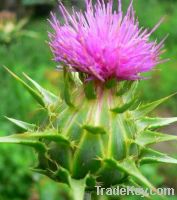 Sell thistle