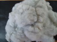 Sell Polyester Staple Fibre