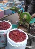 chili grinding machine / maize powder milling machine