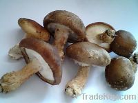 Sell Shiitake mushroom Extract