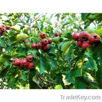 Sell Hawthorn Leaf Extract